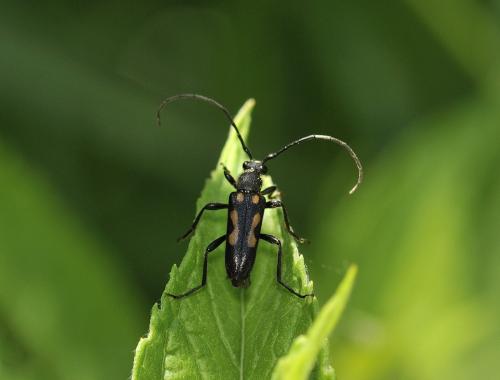 Réf. 284 961 : Anoplodera sexguttata